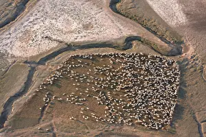 Bogs: Assemble of salt marshes in the Bay of Somme France