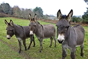 C Tes: Asses in a meadow C'te d'Armor France