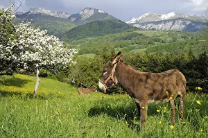 Orchards: Asses in a meadow in spring Alpes France