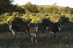 Prairies: Asses Namibia