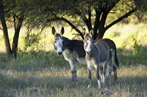 Prairies: Asses Namibia