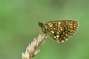 Fritillaries: Assman's fritillary - Underside, resting on grass stem