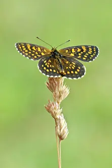 Upperside: Assman's fritillary - Upperside, resting on grass seed head