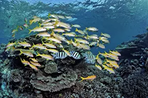 School: Associated, mixed, mixed school of yellowfin sea