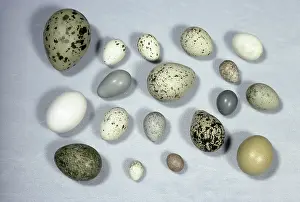 Differently: Assorted Bird Eggs