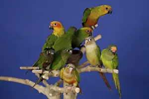 Parakeets: Assorted Conure Parrots