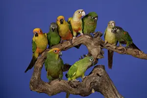 Parakeets: Assorted Conure Parrots