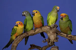 Parakeets: Assorted Conure Parrots