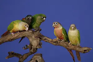 Sided: Assorted Conure Parrots