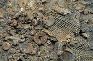Shale: Assorted Marine Fossils