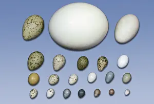 Differently: Assortment of bird eggs