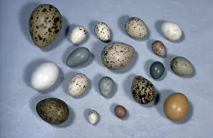 Differently: Assortment of bird eggs
