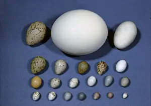 Differently: Assortment of bird eggs