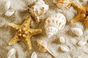 Board: Assortment of natural seashells on sand. Concept of holiday