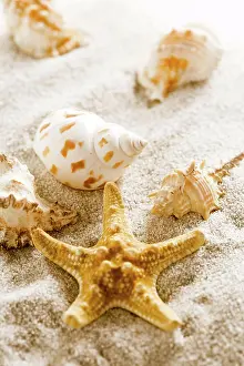 Board: Assortment of natural seashells on sand. Concept of holiday