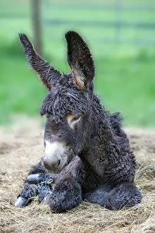 Poitou: Ass's foal of Poitou lying in a meadow at spring France