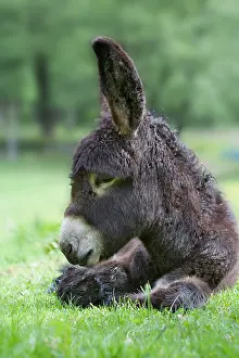 Poitou: Ass's foal of Poitou lying in a meadow at spring France
