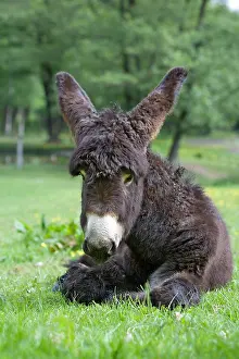 Poitou: Ass's foal of Poitou lying in a meadow at spring France