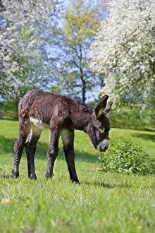 Prosperous: Ass's foal of Poitou in a meadow in the spring France
