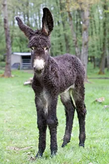 Poitou: Ass's foal of Poitou in a meadow in the spring France