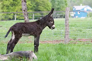 Poitou: Ass's foal of Poitou in a meadow in the spring France