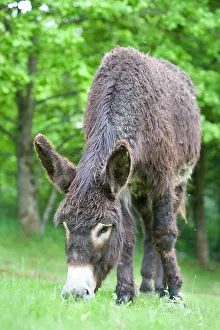 Poitou: Ass's foal of Poitou in a meadow in the spring France