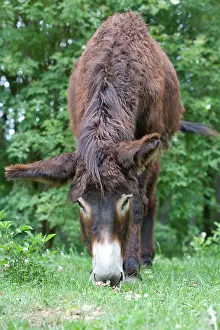 Poitou: Ass's foal of Poitou in a meadow in the spring France