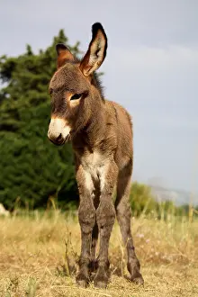 Asss: Ass's Foal resting in a field