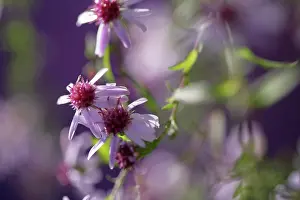 Carefree: Aster