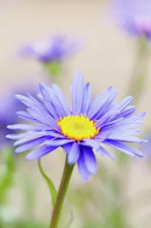 Alpinus: Aster alpinus, Blue alpine daisy, Blue, Perennial, Alpine, S