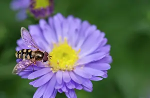 Aster: Aster, Aster cultivar, Mauve subject