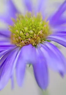 Michaelmas: Aster