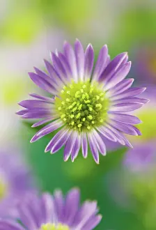 Imaginary: Aster