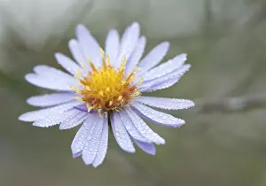 Michaelmas: Aster