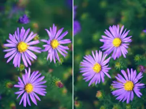 Novi: Aster