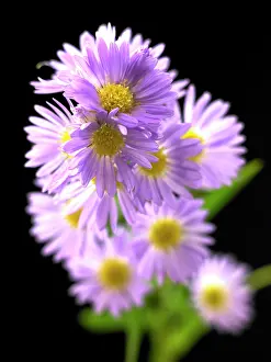 Radiant: Aster