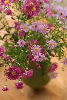 Lifestyle: Aster