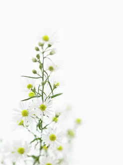 Monte: Aster