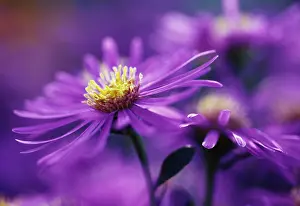 Aster: Aster