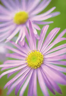 Frikartii: Aster
