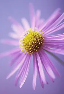 Frikartii: Aster