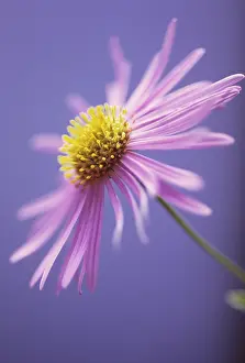 Uncluttered: Aster