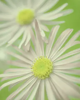 Fragile: Aster