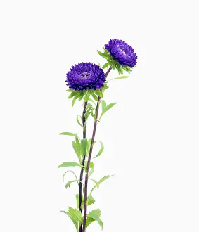 Chinensis: Aster