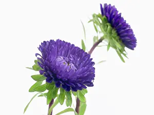 Chinensis: Aster