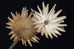 Aster: Aster, Cream subject, Black background