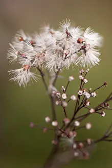 Topped: Aster