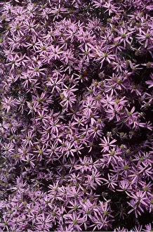 Allen Paterson: ASTER - Michaelmas Daisy