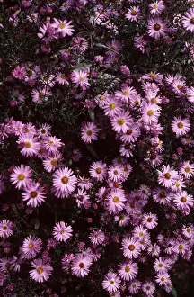 Allen Paterson: ASTER - Michaelmas Daisy