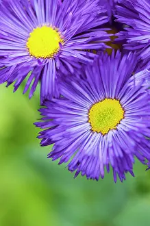 Cooperation: Aster novi-belgii Chequers, 2 open flowers